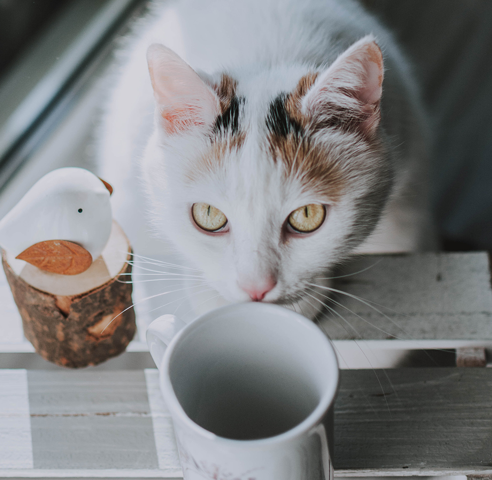 Read more about the article Kitty Catnip Tea