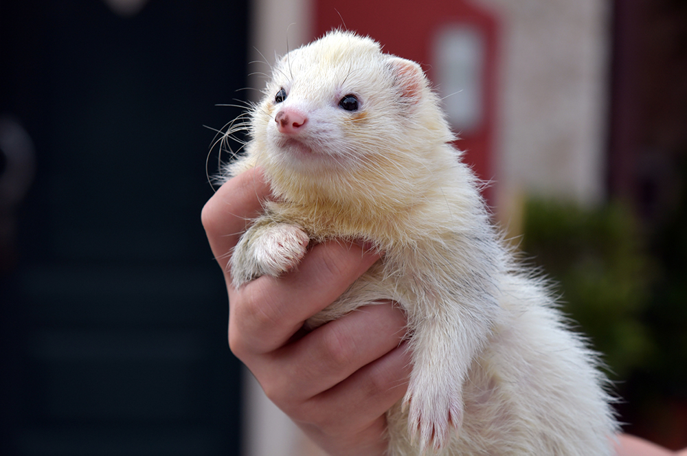 You are currently viewing Polecat Porridge for Ferrets