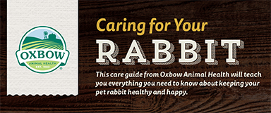 Read more about the article Oxbow Rabbit Care Guide