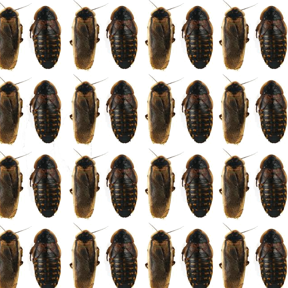 Read more about the article All About the Dubia Roach Shortage
