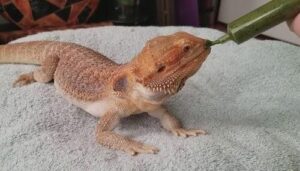 Smoothie for Bearded Dragon Care